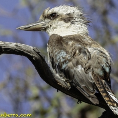 Dacelo novaeguineae (Laughing Kookaburra) at Callum Brae - 1 Jan 2019 by BIrdsinCanberra