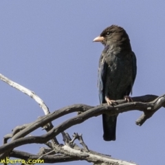 Eurystomus orientalis (Dollarbird) at Symonston, ACT - 1 Jan 2019 by BIrdsinCanberra