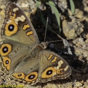 Junonia villida at Symonston, ACT - 2 Jan 2019 08:24 AM