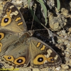 Junonia villida at Symonston, ACT - 2 Jan 2019 08:24 AM