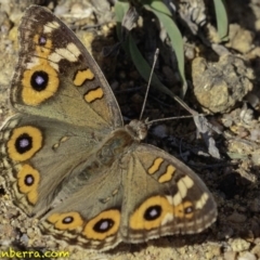 Junonia villida at Symonston, ACT - 2 Jan 2019 08:24 AM