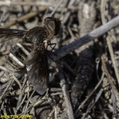 Villa sp. (genus) (Unidentified Villa bee fly) at Symonston, ACT - 2 Jan 2019 by JonSteinbeck