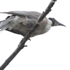 Philemon corniculatus (Noisy Friarbird) at Dunlop, ACT - 7 Jan 2019 by AlisonMilton