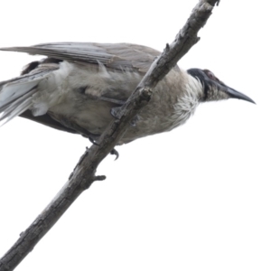 Philemon corniculatus at Dunlop, ACT - 7 Jan 2019