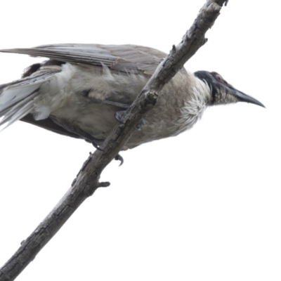 Philemon corniculatus (Noisy Friarbird) at The Pinnacle - 6 Jan 2019 by Alison Milton