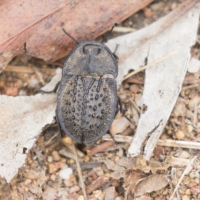 Helea ovata (Pie-dish beetle) at The Pinnacle - 7 Jan 2019 by Alison Milton