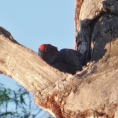 Callocephalon fimbriatum (Gang-gang Cockatoo) at GG102 - 9 Jan 2019 by JackyF