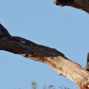 Callocephalon fimbriatum at Hughes, ACT - 9 Jan 2019