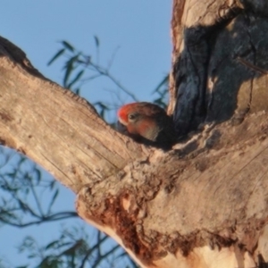 Callocephalon fimbriatum at Hughes, ACT - 9 Jan 2019