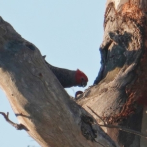 Callocephalon fimbriatum at Hughes, ACT - 9 Jan 2019