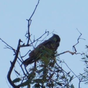 Callocephalon fimbriatum at Hughes, ACT - 9 Jan 2019