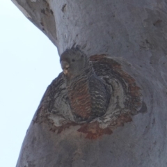 Callocephalon fimbriatum (Gang-gang Cockatoo) at Deakin, ACT - 9 Jan 2019 by JackyF