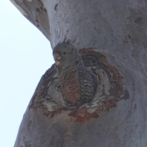 Callocephalon fimbriatum at Deakin, ACT - 9 Jan 2019