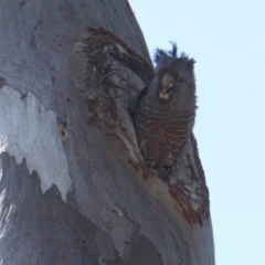 Callocephalon fimbriatum at Deakin, ACT - 9 Jan 2019