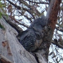 Callocephalon fimbriatum (Gang-gang Cockatoo) at Hughes, ACT - 9 Jan 2019 by JackyF