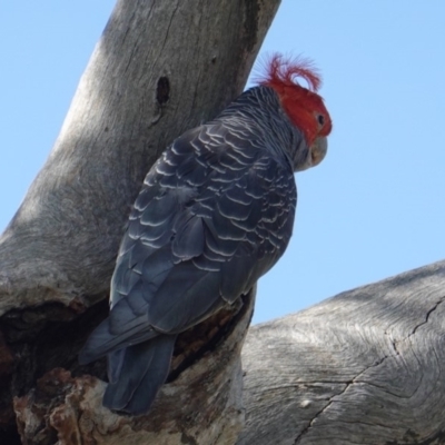 Callocephalon fimbriatum (Gang-gang Cockatoo) at Red Hill Nature Reserve - 9 Jan 2019 by JackyF