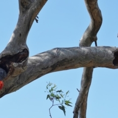 Callocephalon fimbriatum at Deakin, ACT - 9 Jan 2019