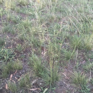 Austrostipa bigeniculata at Griffith, ACT - 10 Jan 2019