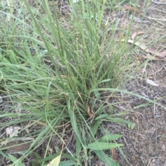 Austrostipa bigeniculata at Griffith, ACT - 10 Jan 2019