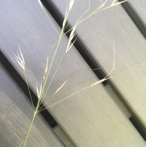 Austrostipa bigeniculata at Griffith, ACT - 10 Jan 2019