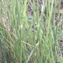 Austrostipa bigeniculata at Griffith, ACT - 10 Jan 2019