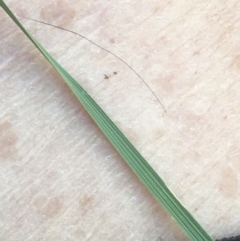 Austrostipa bigeniculata at Griffith, ACT - 10 Jan 2019