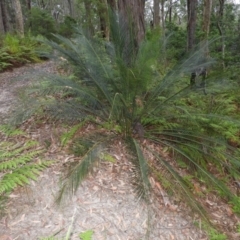 Macrozamia communis (Burrawang) at Meroo National Park - 2 Jan 2019 by MatthewFrawley