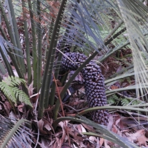 Macrozamia communis at Bawley Point, NSW - 2 Jan 2019