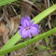 Thysanotus juncifolius (Branching Fringe Lily) at Termeil, NSW - 2 Jan 2019 by MatthewFrawley