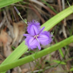 Thysanotus juncifolius at Termeil, NSW - 3 Jan 2019 08:45 AM