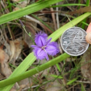 Thysanotus juncifolius at Termeil, NSW - 3 Jan 2019 08:45 AM