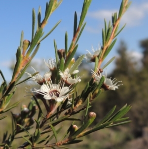 Kunzea ericoides at Tuggeranong, ACT - 18 Dec 2018