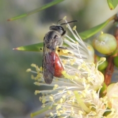 Lasioglossum (Parasphecodes) sp. (genus & subgenus) (Halictid bee) at Tuggeranong, ACT - 18 Dec 2018 by michaelb