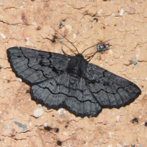 Melanodes anthracitaria at Conder, ACT - 25 Dec 2018