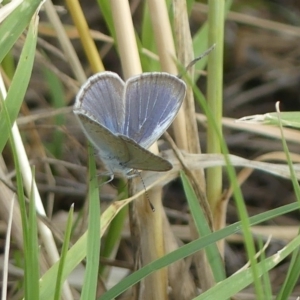 Zizina otis at Molonglo Valley, ACT - 10 Jan 2019