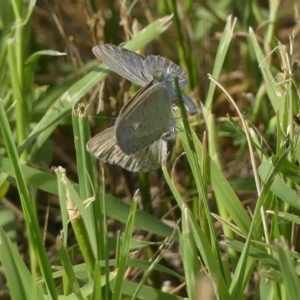 Zizina otis at Molonglo Valley, ACT - 10 Jan 2019