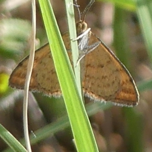 Scopula rubraria at Molonglo Valley, ACT - 10 Jan 2019 12:00 AM