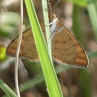 Scopula rubraria (Reddish Wave, Plantain Moth) at National Arboretum Forests - 9 Jan 2019 by SandraH