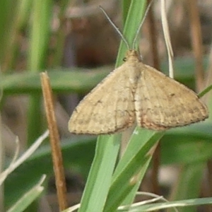 Scopula rubraria at Molonglo Valley, ACT - 10 Jan 2019