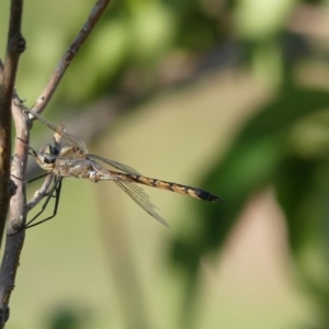 Hemicordulia tau at Molonglo Valley, ACT - 10 Jan 2019