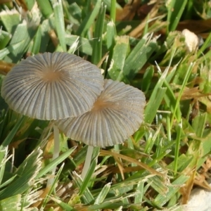 Coprinellus etc. at Molonglo Valley, ACT - 10 Jan 2019 12:00 AM