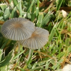 Coprinellus etc. (An Inkcap) at Molonglo Valley, ACT - 9 Jan 2019 by SandraH
