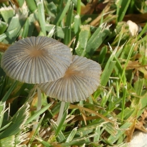 Coprinellus etc. at Molonglo Valley, ACT - 10 Jan 2019