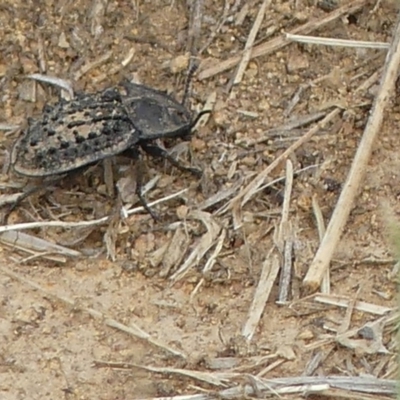 Helea ovata (Pie-dish beetle) at National Arboretum Forests - 9 Jan 2019 by SandraH