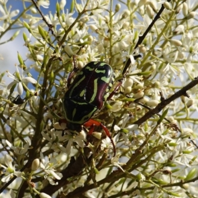 Eupoecila australasiae (Fiddler Beetle) at Red Hill Nature Reserve - 9 Jan 2019 by JackyF