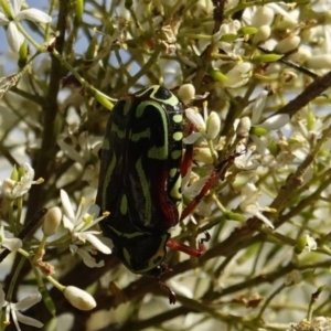 Eupoecila australasiae at Hughes, ACT - 9 Jan 2019