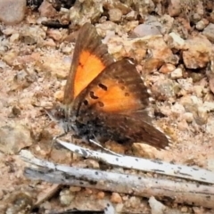 Lucia limbaria (Chequered Copper) at Molonglo Valley, ACT - 10 Jan 2019 by JohnBundock