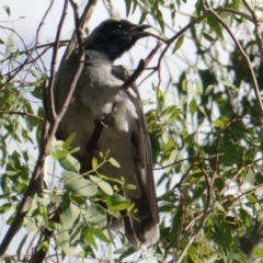 Coracina novaehollandiae (Black-faced Cuckooshrike) at Hughes, ACT - 9 Jan 2019 by JackyF