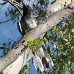 Coracina novaehollandiae at Hughes, ACT - 9 Jan 2019 06:32 PM