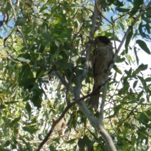 Cracticus torquatus at Hughes, ACT - 9 Jan 2019